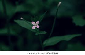 Attēlu rezultāti vaicājumam “Epilobium palustre flower”
