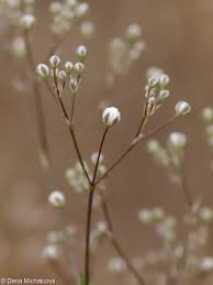 Attēlu rezultāti vaicājumam “Gypsophila paniculata bud”