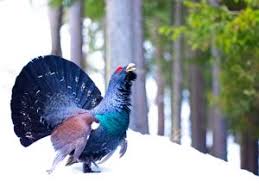 Attēlu rezultāti vaicājumam “Tetrao urogallus”