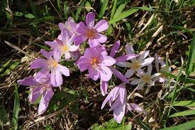 Image result for Herbstzeitlose