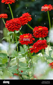 Image result for Zinnia violacea