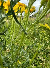 Attēlu rezultāti vaicājumam “Jacobaea vulgaris leaf”