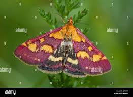 Attēlu rezultāti vaicājumam “Pyrausta purpuralis”