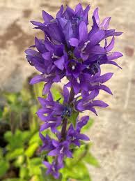 Attēlu rezultāti vaicājumam “Campanula glomerata”
