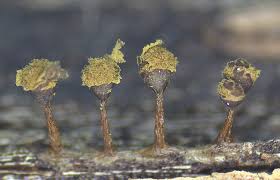 Attēlu rezultāti vaicājumam “Metatrichia floriformis stalked”
