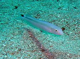 Image result for Malacanthus plumieri