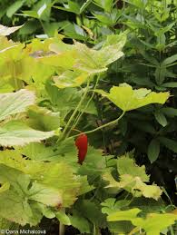 Attēlu rezultāti vaicājumam “Podophyllum hexandrum fruit”