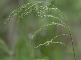 Attēlu rezultāti vaicājumam “Glyceria striata”
