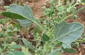 Attēlu rezultāti vaicājumam “Chenopodium album”