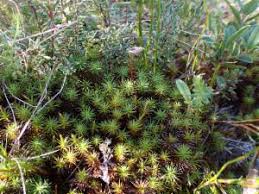 Attēlu rezultāti vaicājumam “Polytrichum commune var. perigoniale”