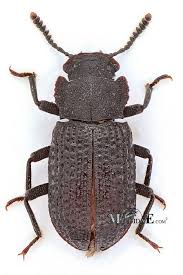 Attēlu rezultāti vaicājumam “Bolitophagus reticulatus”