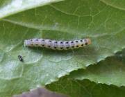 Attēlu rezultāti vaicājumam “Yponomeuta plumbella”