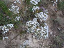 Attēlu rezultāti vaicājumam “Gypsophila fastigiata flower”