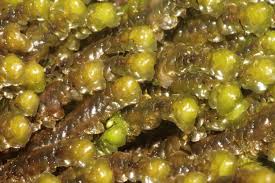 Attēlu rezultāti vaicājumam “Scapania”