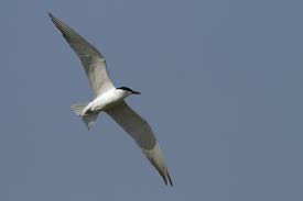 Image result for Gelochelidon nilotica