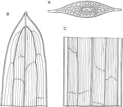 Attēlu rezultāti vaicājumam “Potamogeton compressus”