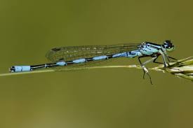 Attēlu rezultāti vaicājumam “Coenagrion hastulatum”
