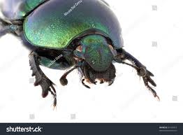 Attēlu rezultāti vaicājumam “Trypocopris vernalis”