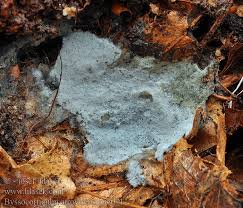 Attēlu rezultāti vaicājumam “Byssocorticium atrovirens”