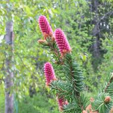 Attēlu rezultāti vaicājumam “Picea abies male flower”