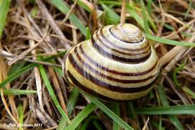 Attēlu rezultāti vaicājumam “Cepaea nemoralis”