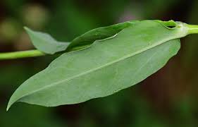 Attēlu rezultāti vaicājumam “Silene vulgaris leaf”