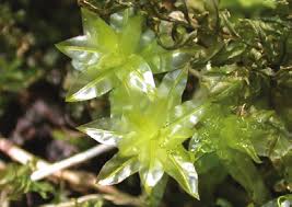 Attēlu rezultāti vaicājumam “Plagiomnium undulatum sporophyte”