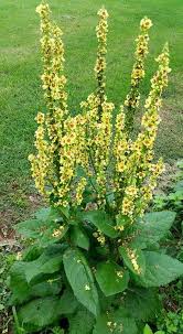 Attēlu rezultāti vaicājumam “Verbascum nigrum leaf”