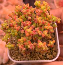 Attēlu rezultāti vaicājumam “Diderma globosum”