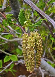 Attēlu rezultāti vaicājumam “Alnus”