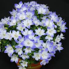 Image result for Campanula formanekiana