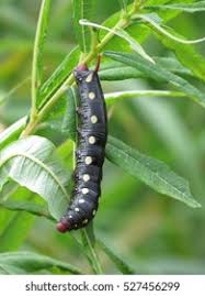 Attēlu rezultāti vaicājumam “Hyles gallii larva”