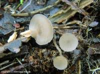 Attēlu rezultāti vaicājumam “Ciboria amentacea”