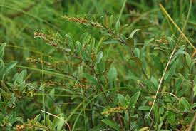 Attēlu rezultāti vaicājumam “Chamaedaphne calyculata”