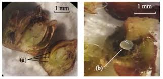 Attēlu rezultāti vaicājumam “Didymium verrucisporum macro”