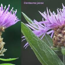 Attēlu rezultāti vaicājumam “Centaurea jacea fruit”