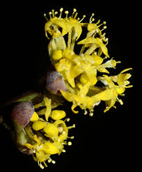 Attēlu rezultāti vaicājumam “Cornus mas flower”