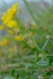 Attēlu rezultāti vaicājumam “Helianthemum nummularium fruit”