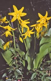 Attēlu rezultāti vaicājumam “Erythronium sibiricum flower”