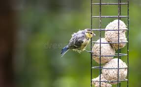 Attēlu rezultāti vaicājumam “Cyanistes caeruleus juvenile”
