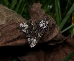 Attēlu rezultāti vaicājumam “Craniophora ligustri imago”