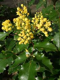 Attēlu rezultāti vaicājumam “Mahonia aquifolium”