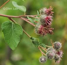 Attēlu rezultāti vaicājumam “Arctium tomentosum flower”