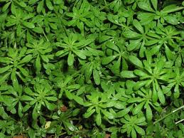 Image result for Galium aparine