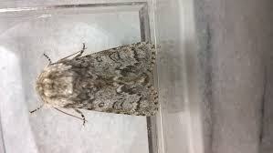 Attēlu rezultāti vaicājumam “Gracillaria syringella imago”