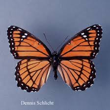 Attēlu rezultāti vaicājumam “Nymphalidae”