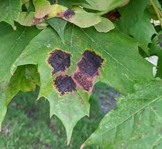 Attēlu rezultāti vaicājumam “Rhytisma acerinum”