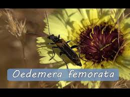 Attēlu rezultāti vaicājumam “Oedemera femorata”