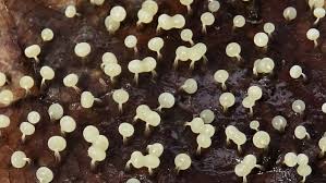 Attēlu rezultāti vaicājumam “Physarum murinum stalked”