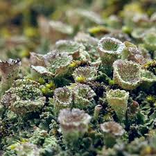 Attēlu rezultāti vaicājumam “Cladonia pyxidata”